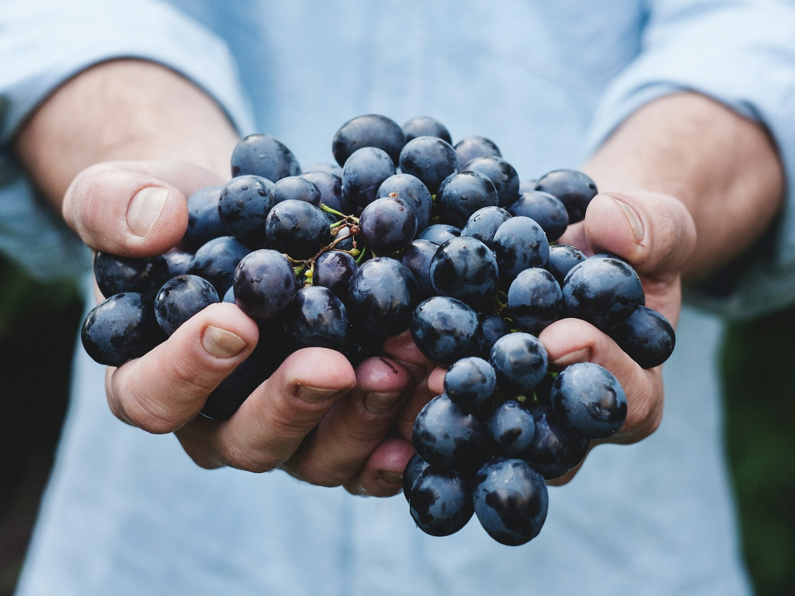 Hand voll saftiger, reifer Trauben für entalkoholisierten Wein