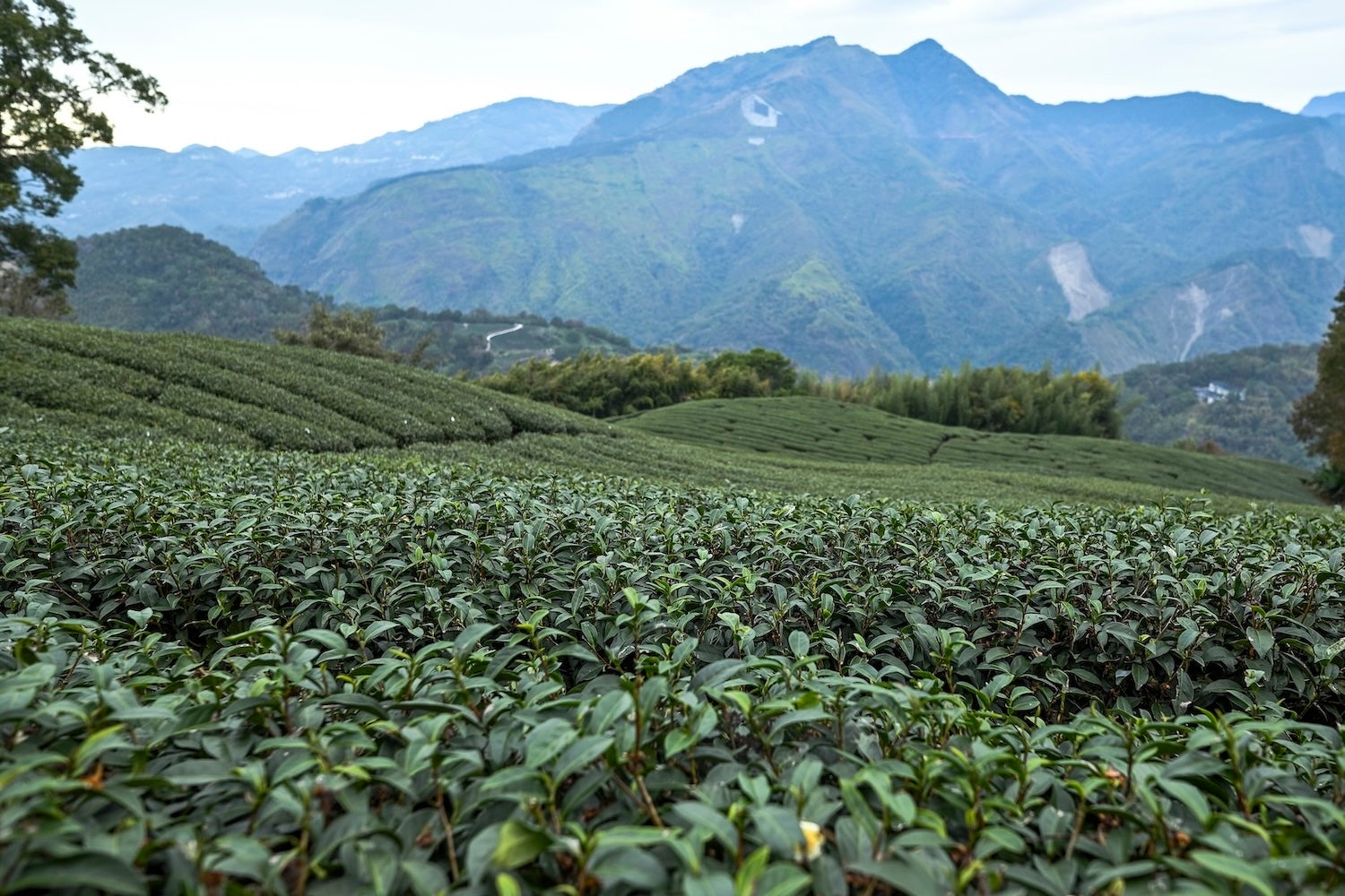 Oolong-Tee