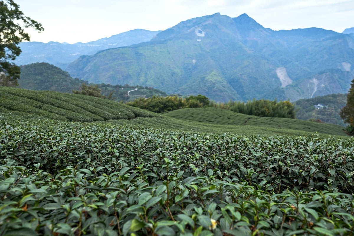 Oolong-Tee